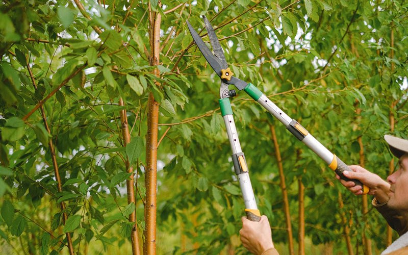 Tree trimming in Sadorus, IL