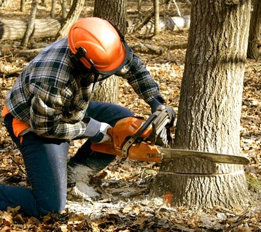 Tree Removal in Sadorus, IL